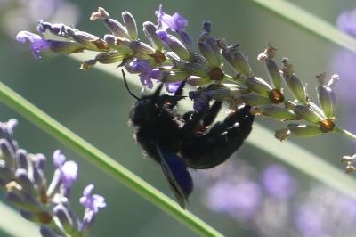 <i>Xylocopa</i>