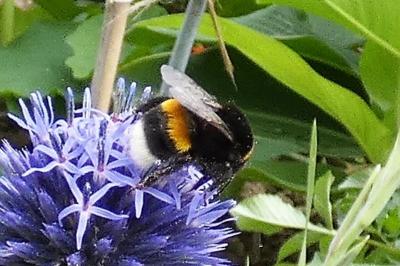 <i>Bombus</i>
