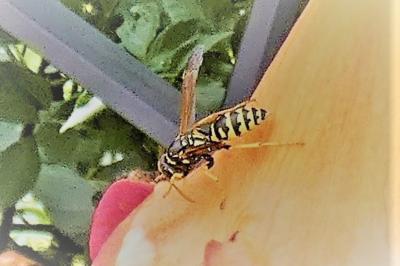 <i>Vespula</i>