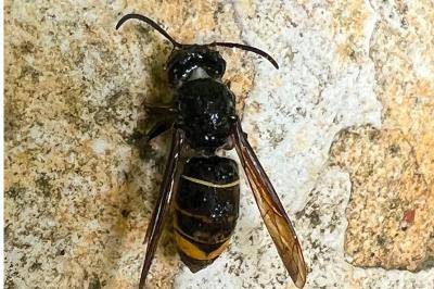 <i>Vespa velutina</i>