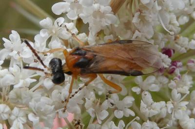 <i>Athalia rosae</i>