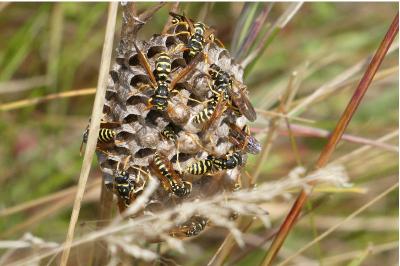 <i>Polistes gallicus</i>