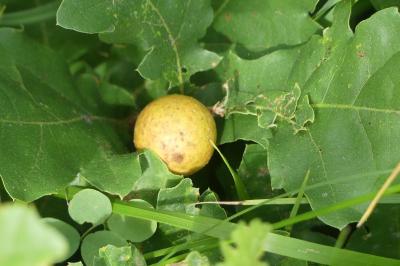<i>Andricus kollari</i>