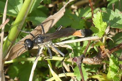 <i>Ammophila</i>