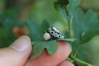 <i>Cimbex quadrimaculatus</i>