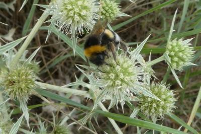 <i>Bombus</i>