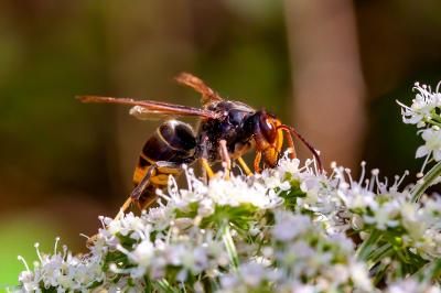<i>Vespa velutina</i>