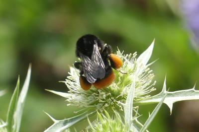 <i>Bombus lapidarius</i>