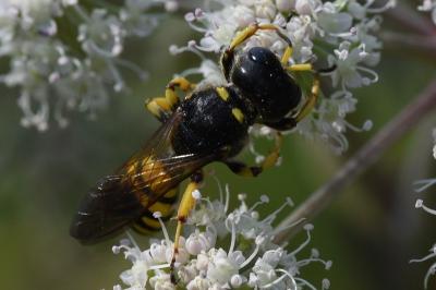 <i>Ectemnius</i>