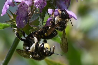 <i>Anthidium</i>