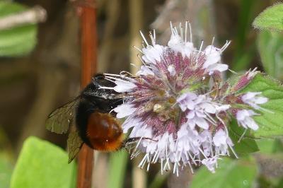 <i>Bombus lapidarius</i>
