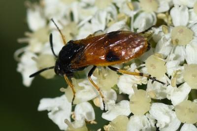 <i>Arge cyanocrocea</i>