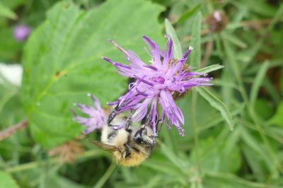 <i>Bombus sp (pascuorum/humilis/muscorum)</i>