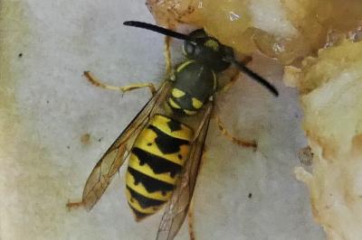 <i>Vespula vulgaris</i>