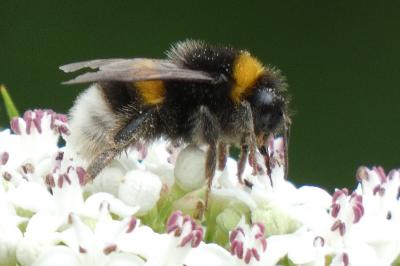 <i>Bombus</i>