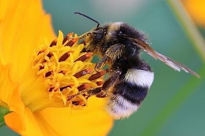 <i>Bombus lucorum</i>