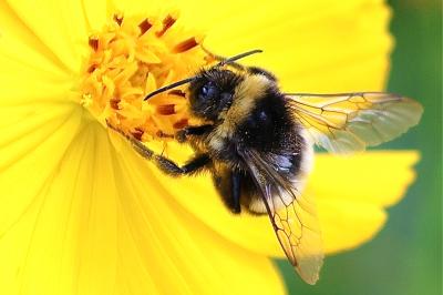 <i>Bombus lucorum</i>