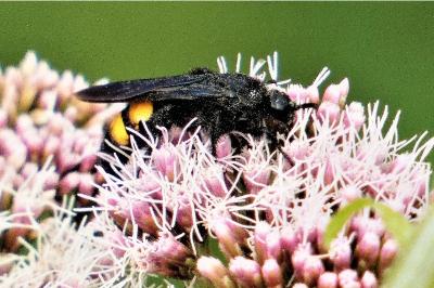 <i>Scolia hirta</i>