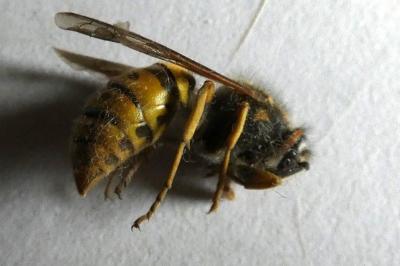 <i>Vespula germanica</i>