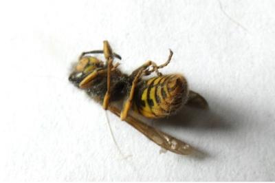 <i>Vespula germanica</i>