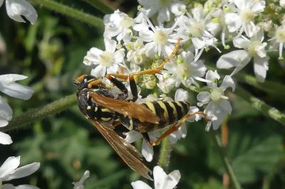 <i>Vespula</i>