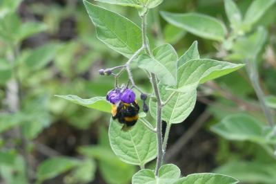 <i>Bombus</i>