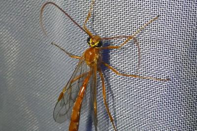 <i>Ophion obscuratus</i>