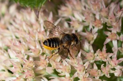 <i>Megachile</i>