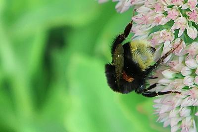 <i>Bombus</i>