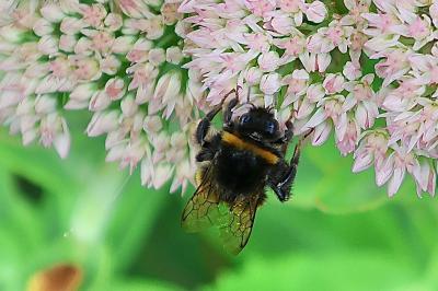 <i>Bombus</i>