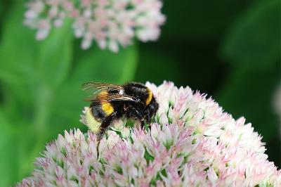 <i>Bombus</i>