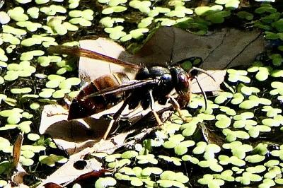 <i>Vespa velutina</i>