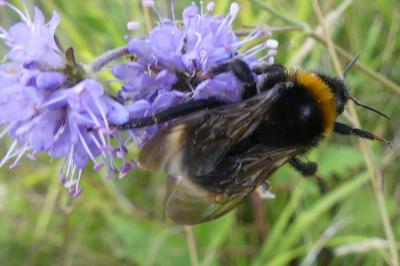 <i>Bombus</i>