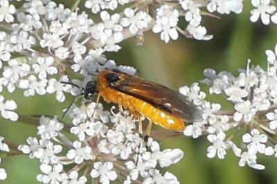 <i>Athalia rosae</i>