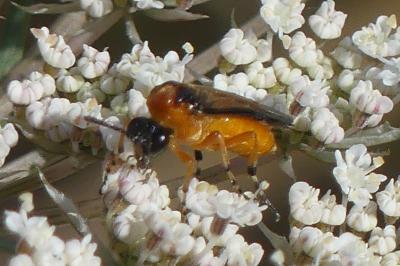 <i>Athalia rosae</i>