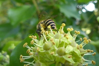 <i>Colletes hederae</i>