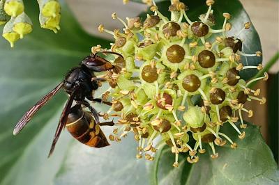 <i>Vespa velutina</i>