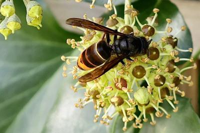 <i>Vespa velutina</i>