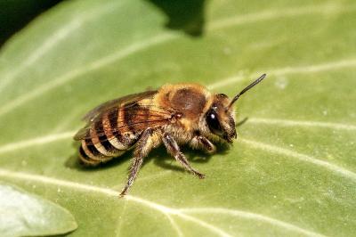 <i>Colletes hederae</i>