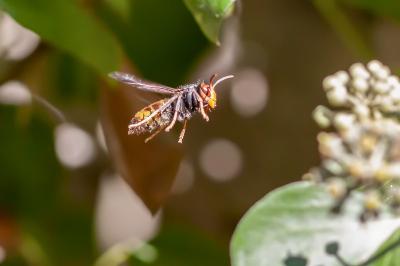 <i>Vespa velutina</i>