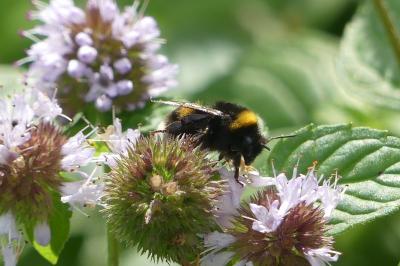 <i>Bombus sp (terrestris/lucorum/cryptarum/magnus)</i>