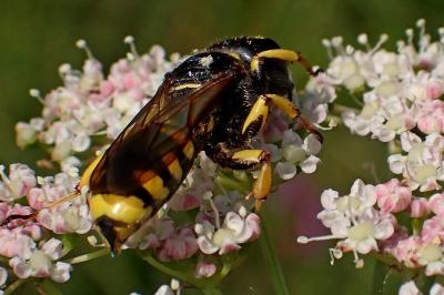 <i>Ectemnius fossorius</i>