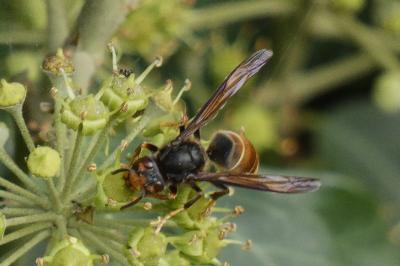<i>Vespa velutina</i>