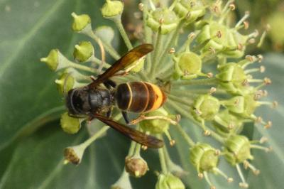 <i>Vespa velutina</i>