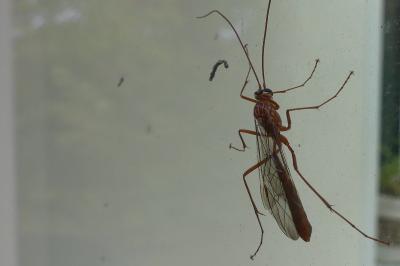 <i>Ophion</i>