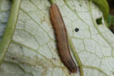 <i>Tenthredopsis</i>