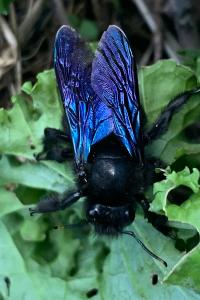 <i>Xylocopa violacea</i>