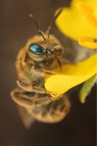 <i>Seladonia subaurata</i>