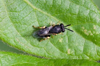<i>Brachymeria</i>