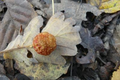 <i>Cynips quercusfolii</i>